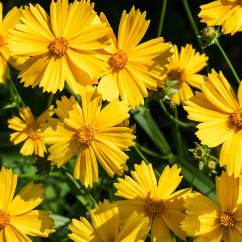 Early Sunrise Lanceleaf Coreopsis - 4" Live Ornamental Flower - Planted ...
