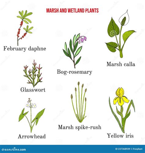 Marsh And Wetland Plants Collection. Hand Drawn Botanical Set. Reed ...