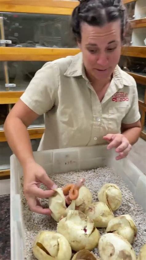 Image result for Woman Bit by Retic Python