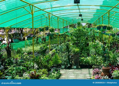 Pakistan Nursery Plants at Natalie Brigstocke blog