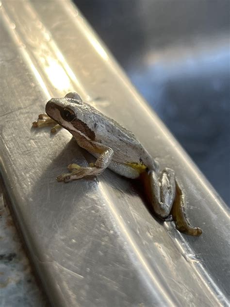 Saved this little dude from my evil cats. Anybody know what type it is ...