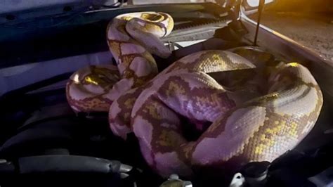 Image result for What a 15 Foot Python Can Do