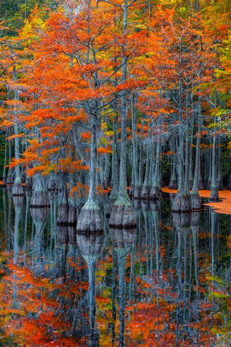Cypress Tree Reflections with Fall Color Fine Art Photo | Fine Art ...