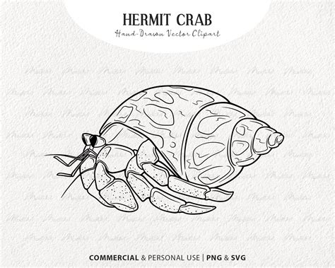 Easy Drawing Of Hermit Crab at Paul Harlan blog