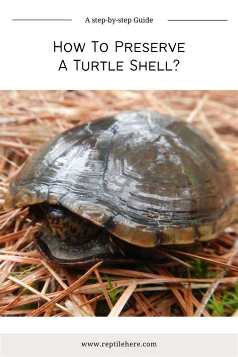 Image result for Turtle Shell Cleaning
