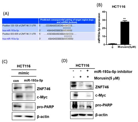 miR193a-5p Mediated ZNF746 and c-Myc Signaling Axis Is Critically ...