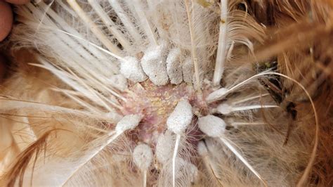 Top tips for dealing with chicken lice | British Hen Welfare Trust