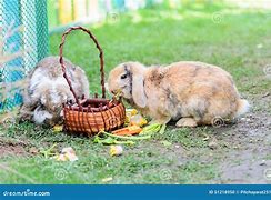 Image result for Holland Lop Bunnies