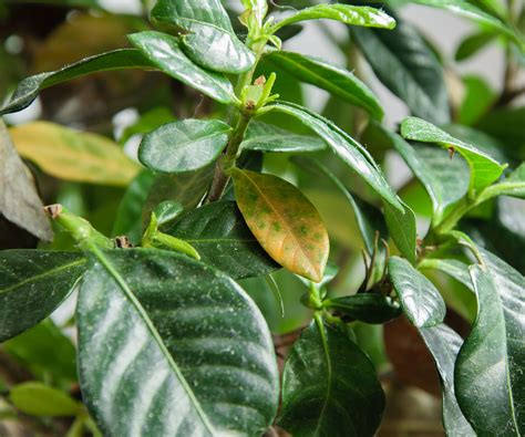How to care for gardenia indoors: expert advice | Homes and Gardens