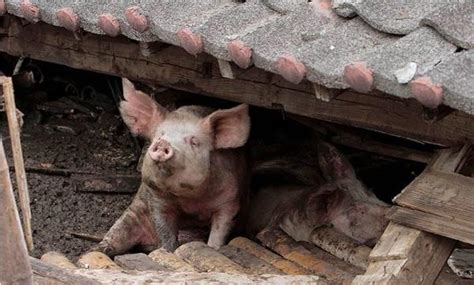 梦见猪圈是什么意思 梦到猪圈里有猪和猪粪有什么预兆 - 致富热