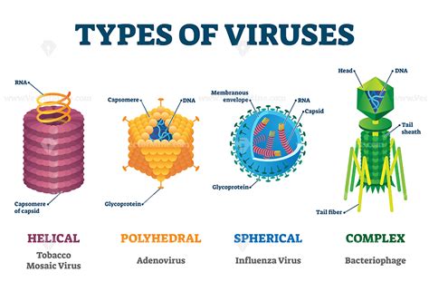 File Types Viruses at Pedro Hanke blog
