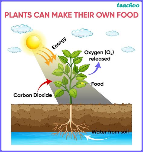 Autotrophic Nutrition - Types and Examples - Biology Class 10