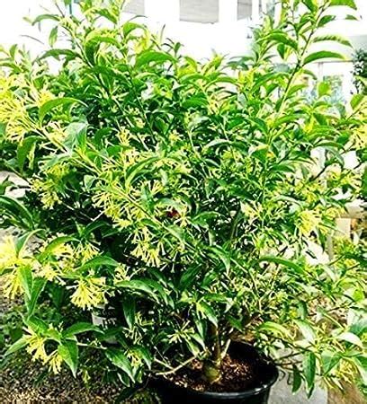 Din Ka Raja/Day Blooming Jasmine/Cestrum diurnum Charming Flower Plant ...