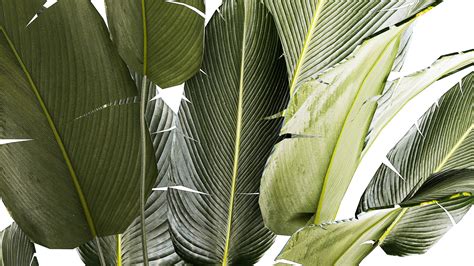 Beautiful Strelitzia and banana palm plants in flower pots 1347 3D ...