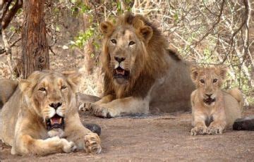 Magical 3 Days 2 Nights Gir National Park Tour Package | Gir National ...