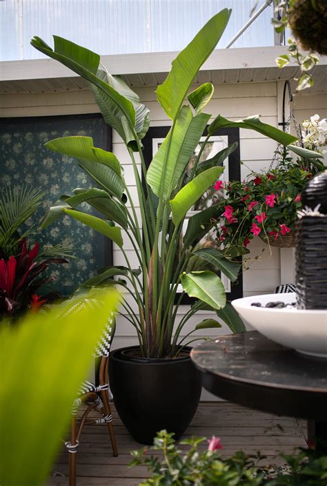 Most Popular Tropical House Plants at Joi Williams blog