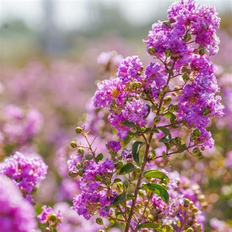 Lagerstroemia Muskogee Crape Myrtle