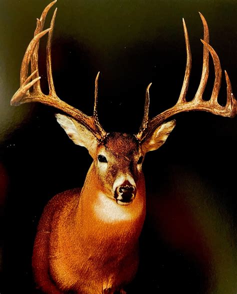 Cody Idol | The Milo Hanson buck! Taken in Saskatchewan in 1993. At 213 ...