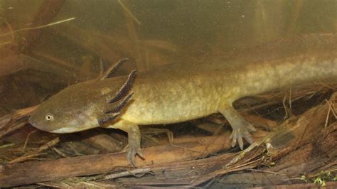 Eastern Tiger Salamander Larvae