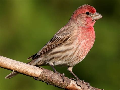 Red Headed Bird Hawaii