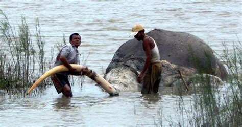 Elephants On The Path To Extinction As India Sees A Rise In Illegal ...