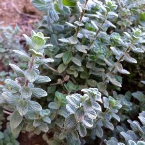VibeX Oregano Seed Price in India - Buy VibeX Oregano Seed online at ...