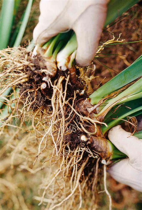 How to Grow, Maintain, and Divide Bearded Iris | Better Homes & Gardens