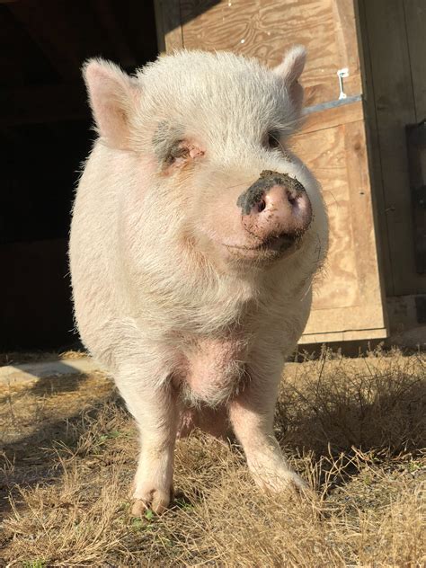 Pumpkin - Lancaster Farm Sanctuary