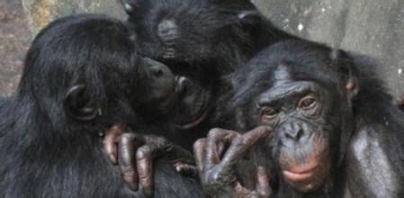Secuenciado el genoma del bonobo, el 'primo' más sociable y sexual del ...