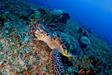 2025 Intermediate Freediving Course (ssi L2/aida3) (Mactan Island ...