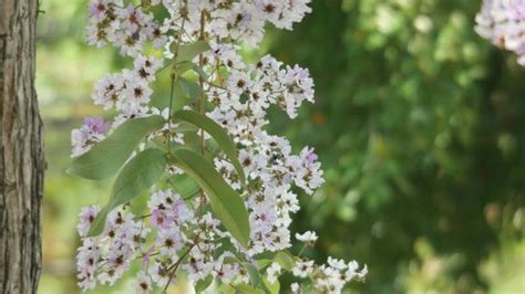 Image result for Tree Shaking