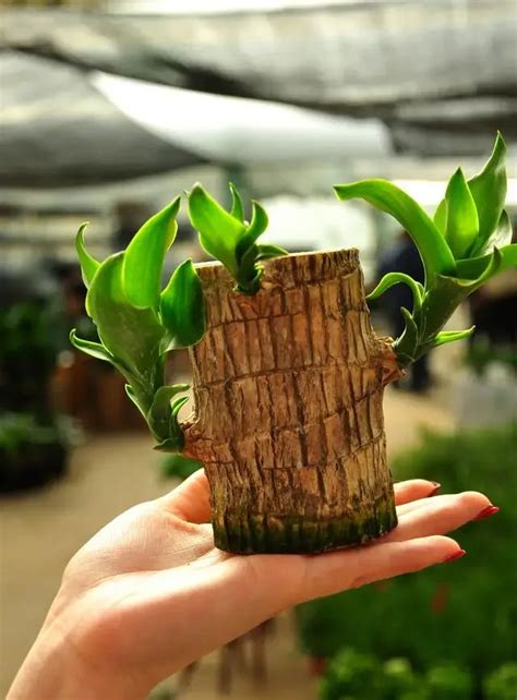 Brazilian Lucky Wood Plant