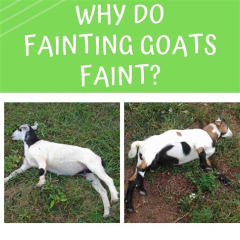 Myotonic Fainting Goats