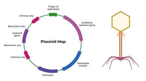 Gene Vector 的图像结果