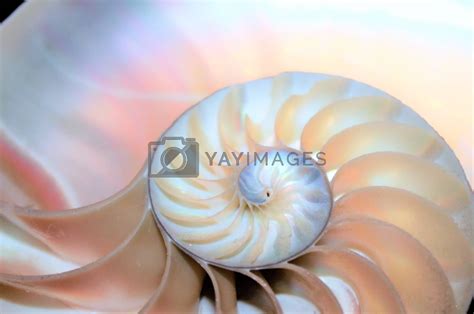 Image result for Fibonacci Shell