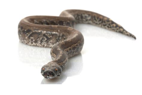 Image result for Black Blood Python