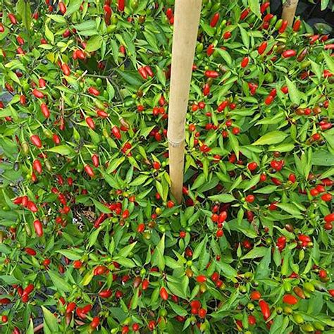 Buy 120 Chilli Pepper Seeds in 12 Varieties of the Hottest in the World ...