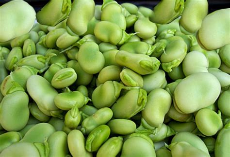 Vaina en NYNEHEAD FRUIT de Reino Unido - ppfam.com