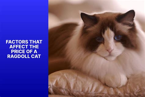 Ragdoll Kitten Cost