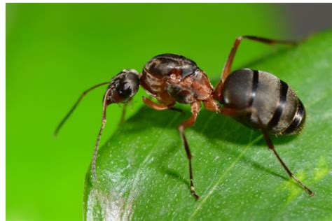 蚂蚁又叫什么-百度经验
