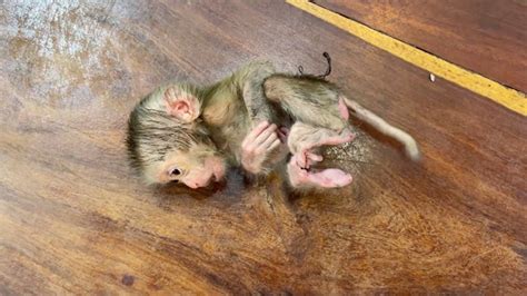 Image result for Baby Monkey Exploding