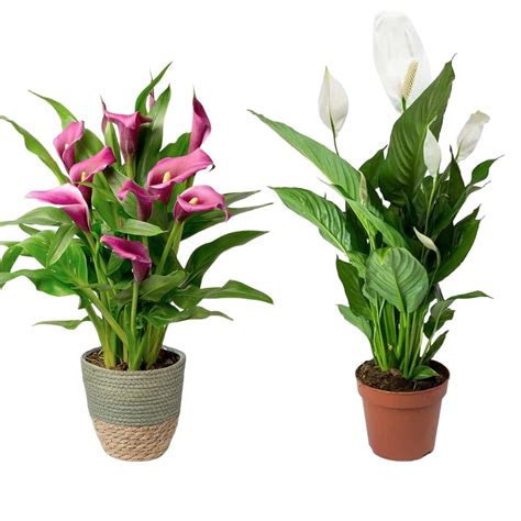 Gorgeous Glory Garden Live Peace Lily Or Spathiphyllum Plant Indoor ...