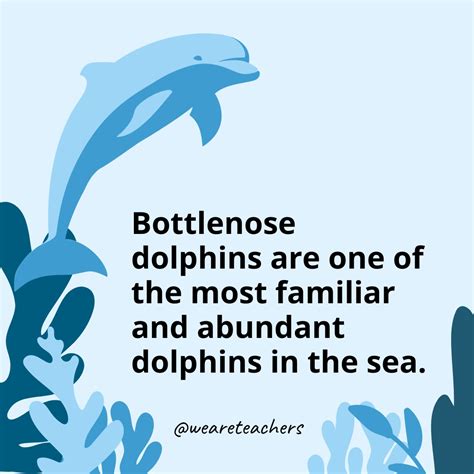 40 Dolphin Facts That Will Blow Your Mind - Dvonee.com