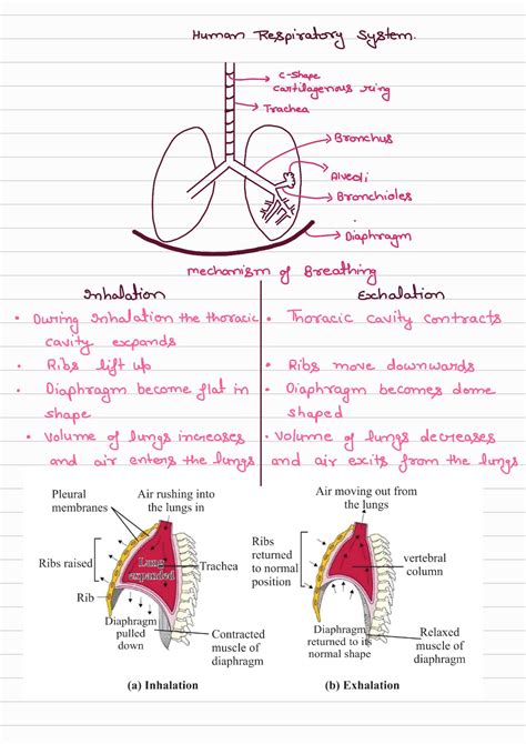 Image result for Life Process Class 5 Kind Story