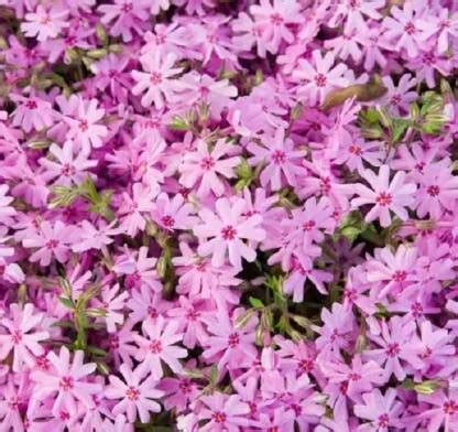 CYBEXIS Creeping Phlox, Pink100 Seeds Seed Price in India - Buy CYBEXIS ...