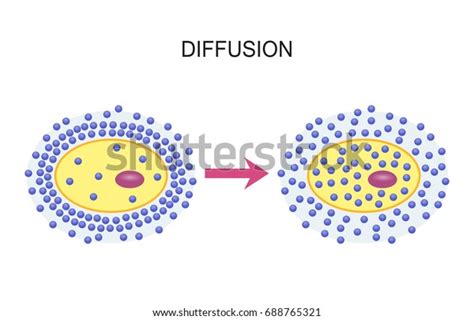 Image result for Cellular Diffusion