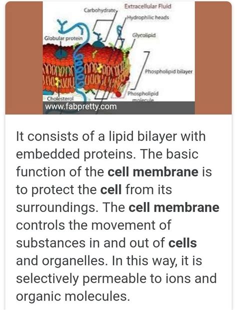 what is the special features of cell membrane - Brainly.in