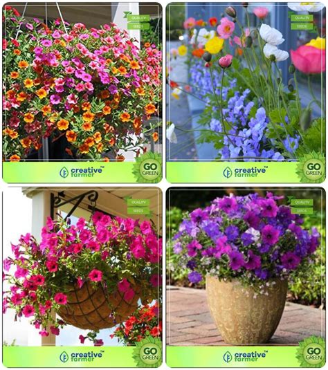 Creative Farmer Flower Seeds : Plant Seeds Of Flowers Combo Phlox ...