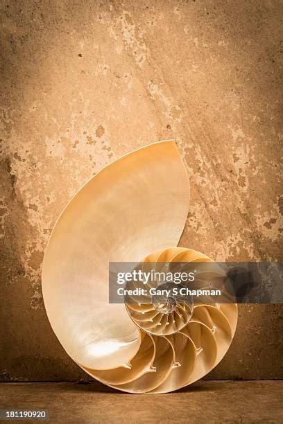 Image result for Orange Shell Gary