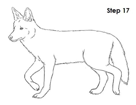 How to Draw a Coyote VIDEO & Step-by-Step Pictures